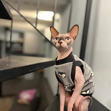 Collacchio 24 Genazzano