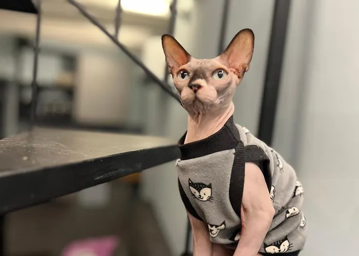 Collacchio 24 Genazzano